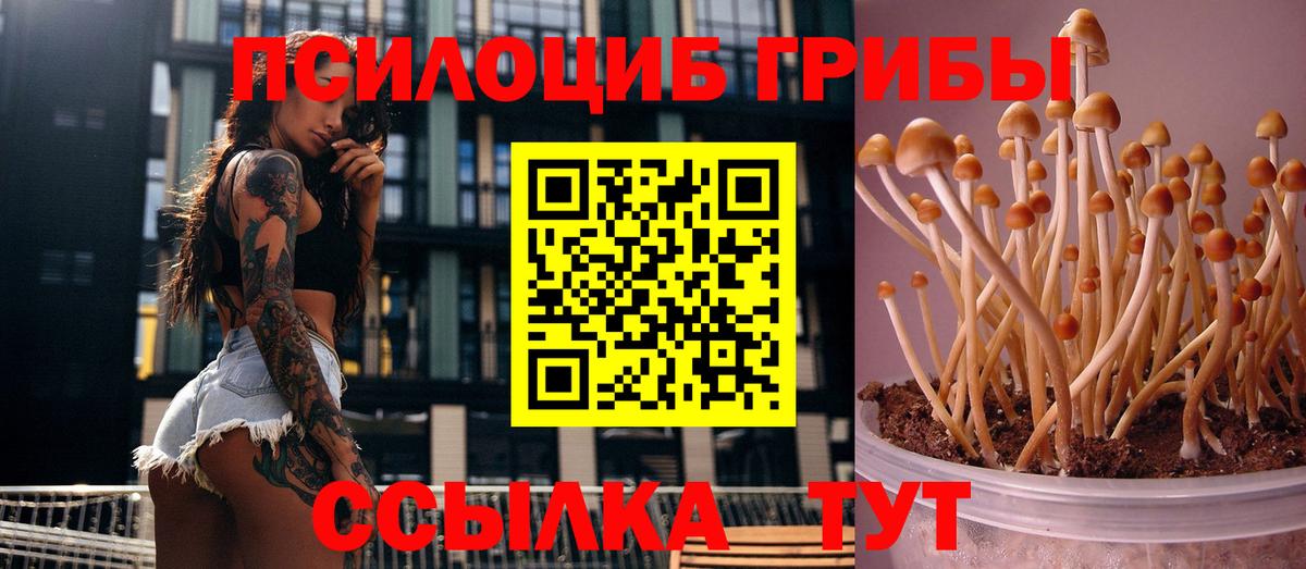 Галлюциногенные грибы Cubensis Горно-Алтайск